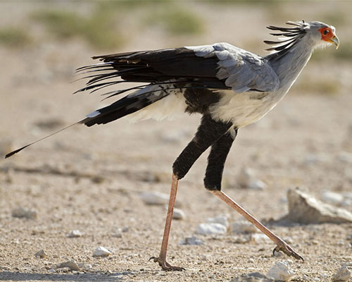 Secretary Bird Secretary Bird